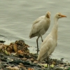 Les oiseaux du fleuve Sénégal (1)